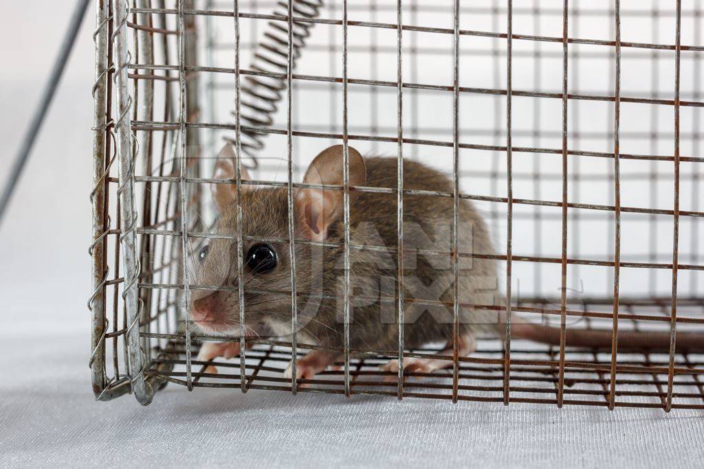 Mouse caught in a humane no-kill mouse trap waiting to be released