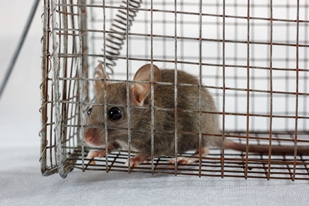 Mouse caught in a humane no-kill mouse trap waiting to be released