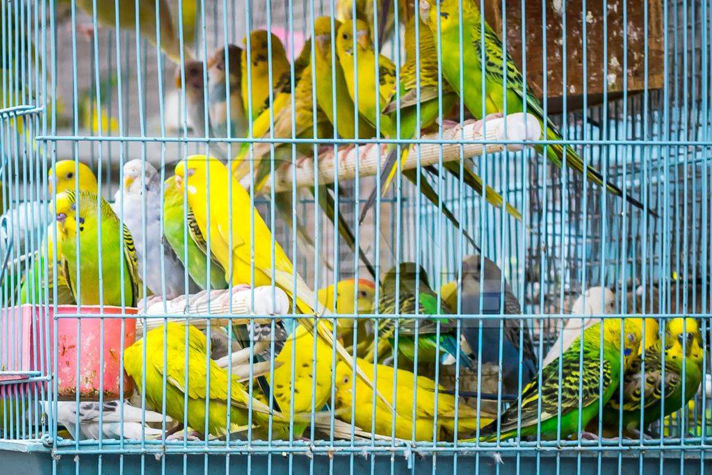 Cockatiels or budgerigars in cage on sale at Crawford pet market