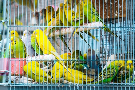 Cockatiels or budgerigars in cage on sale at Crawford pet market