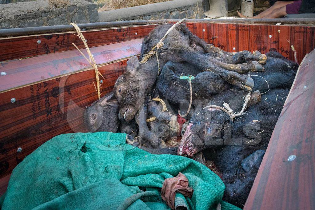 Dead farmed Indian buffalo calves in a truck on an urban dairy farm or tabela, Aarey milk colony, Mumbai, India, 2023