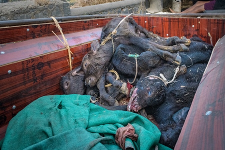 Dead farmed Indian buffalo calves in a truck on an urban dairy farm or tabela, Aarey milk colony, Mumbai, India, 2023