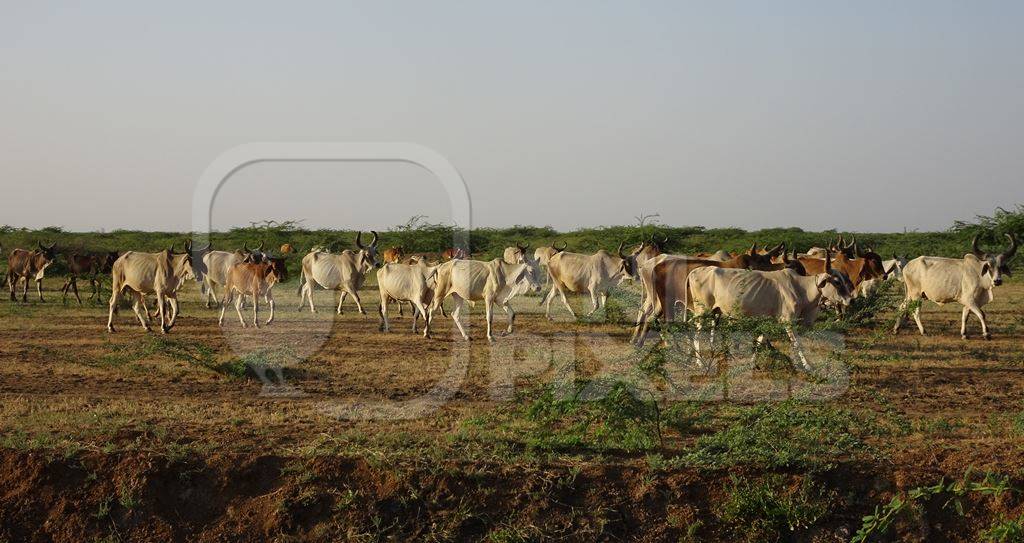 Field full of cows and cattle in Gujurat