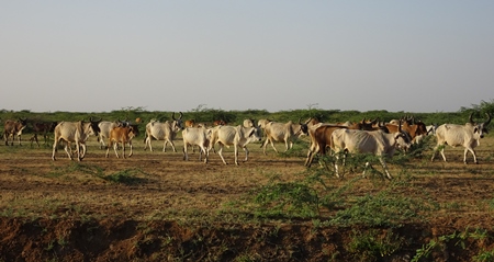 Field full of cows and cattle in Gujurat