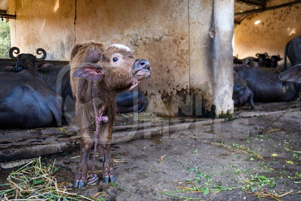 Indian buffalo calf tied up away from mother  on an urban dairy farm or tabela, Aarey milk colony, Mumbai, India, 2023