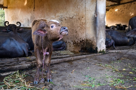 Indian buffalo calf tied up away from mother  on an urban dairy farm or tabela, Aarey milk colony, Mumbai, India, 2023