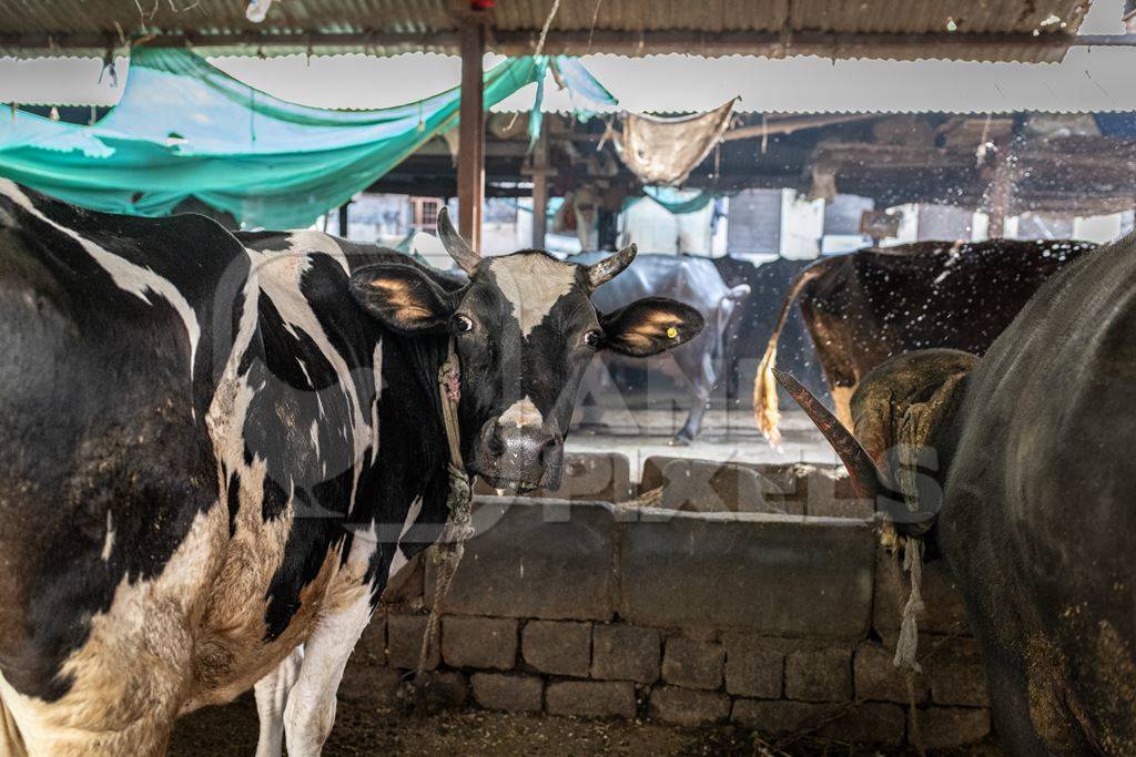 Indian dairy cows tied up on an urban dairy or tabela in the city of Pune, Maharashtra, India, 2024