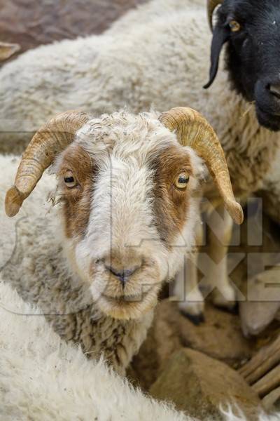 Sheep with curled horns enclosed in a wooden pen in a rural village in Ladakh in the Himalaya mountains, India