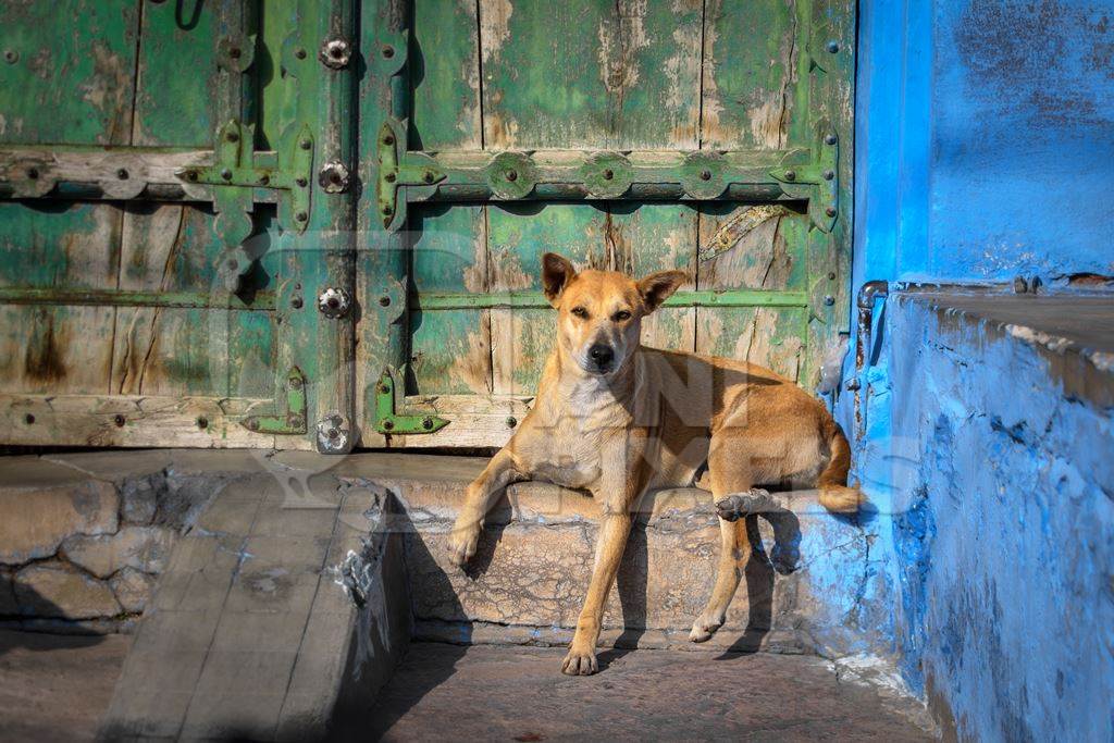 Indian street dog or stray pariah dog with green door and blue wall background in the urban city of Jodhpur, India, 2022