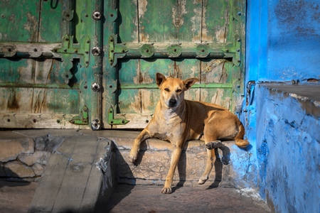 Indian street dog or stray pariah dog with green door and blue wall background in the urban city of Jodhpur, India, 2022