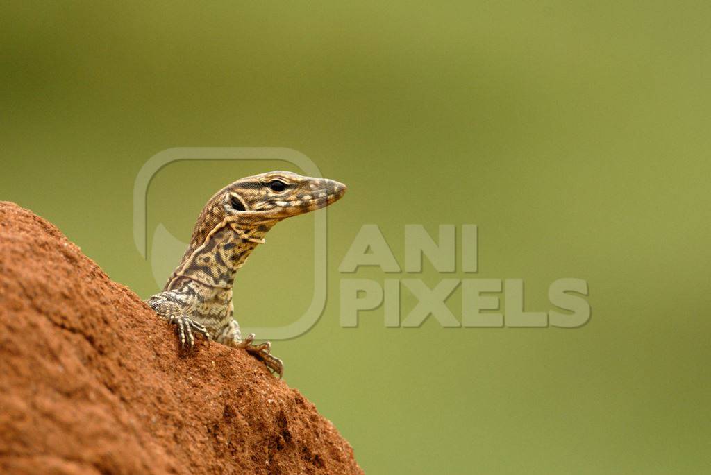 Small brown lizard with green background