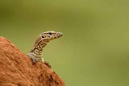 Small brown lizard with green background