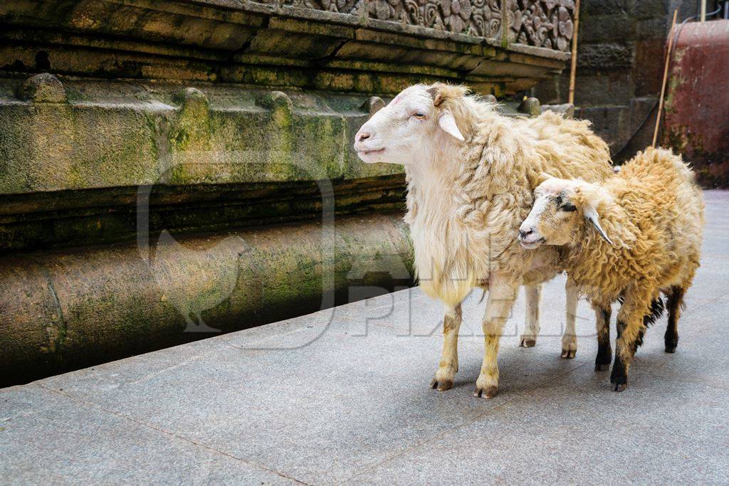 Sheep saved from religious sacrifice at Kamakhya temple in Guwahati in Assam