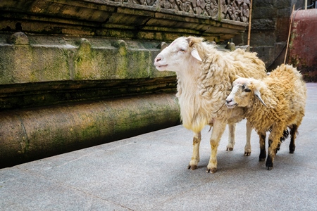 Sheep saved from religious sacrifice at Kamakhya temple in Guwahati in Assam