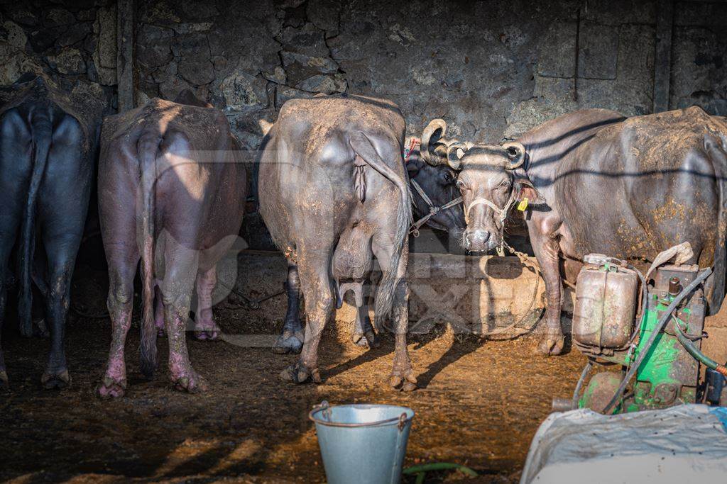 Photo or image of Indian buffaloes tied up in an urban Indian buffalo dairy farm or tabela in Pune, Maharashtra, India, 2021