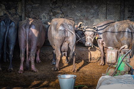 Photo or image of Indian buffaloes tied up in an urban Indian buffalo dairy farm or tabela in Pune, Maharashtra, India, 2021