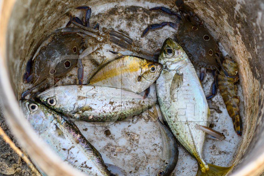 Bucket of Indian fish and crabs on the beach in Goa, India, 2022