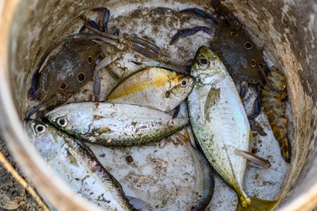 Bucket of Indian fish and crabs on the beach in Goa, India, 2022