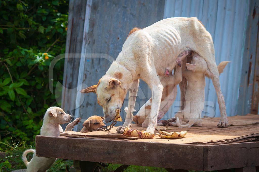 Indian street or stray dog kept as pet chained up with litter of puppies suckling from the mother, in Maharashtra in India