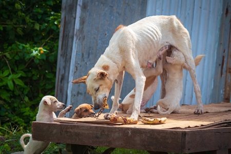Indian street or stray dog kept as pet chained up with litter of puppies suckling from the mother, in Maharashtra in India