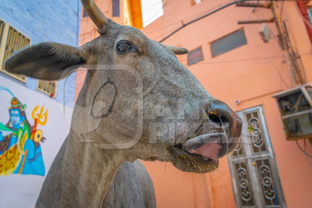 Photo of face of grey Indian street cow or bullock walking on the street in the urban city of Jodhpur in Rajasthan in India with orange wall background