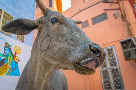 Photo of face of grey Indian street cow or bullock walking on the street in the urban city of Jodhpur in Rajasthan in India with orange wall background