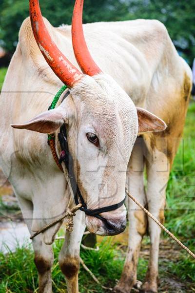 Working bullock  with orange horns tied up with nose ropes in green field