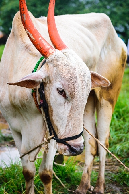 Working bullock  with orange horns tied up with nose ropes in green field