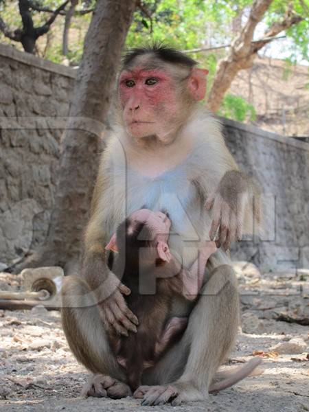 Mother macaque monkey with baby