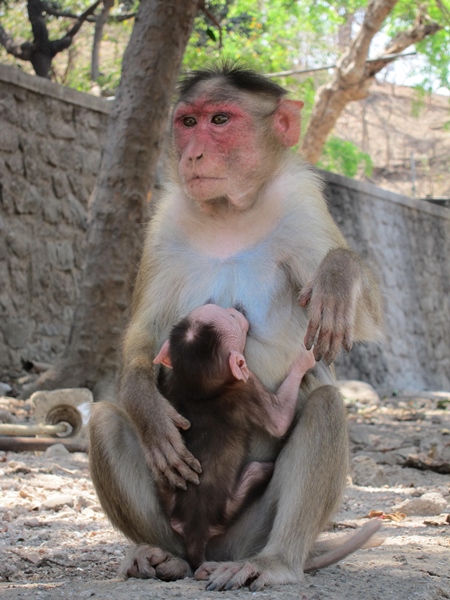 Mother macaque monkey with baby