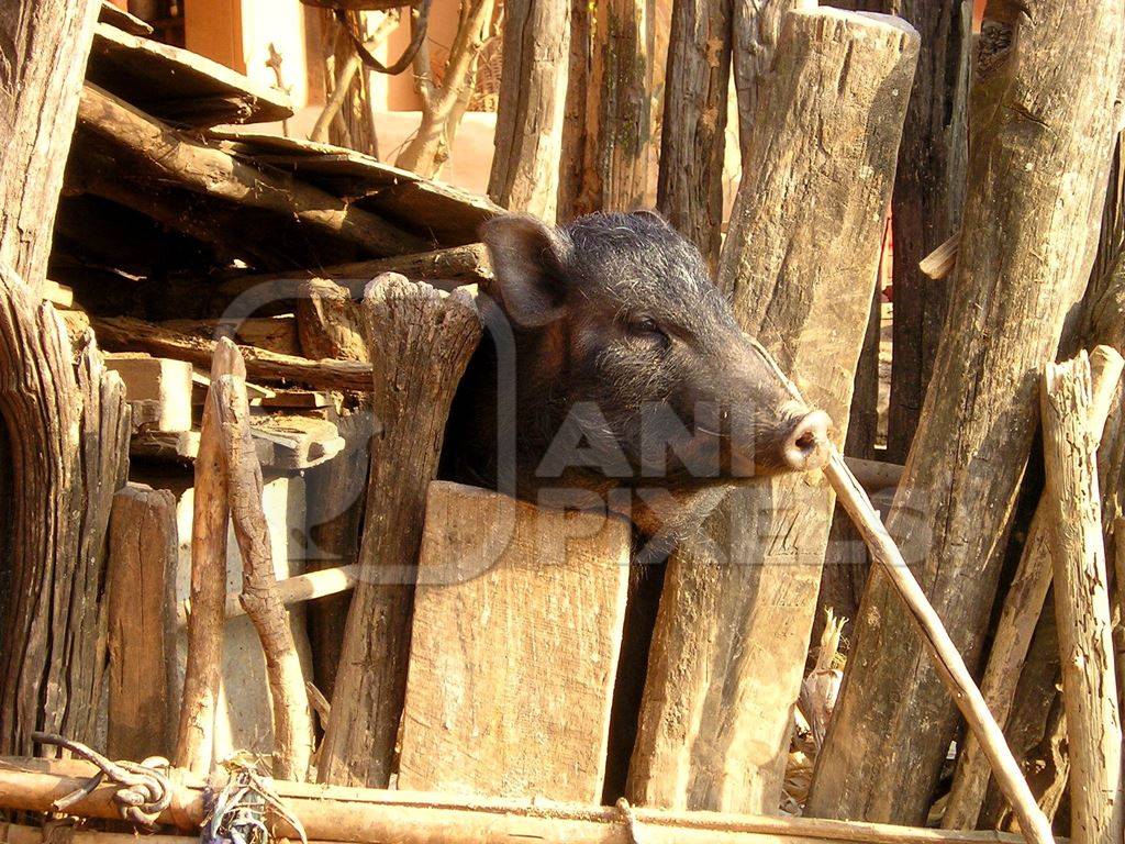 Black pig looking through wooden fence
