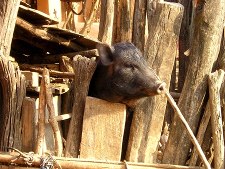 Black pig looking through wooden fence