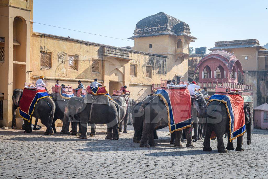 Captive Indian or Asian elephants waiting for tourists to give elephant rides up to Amber Palace, Jaipur, Rajasthan, India, 2022