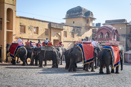 Captive Indian or Asian elephants waiting for tourists to give elephant rides up to Amber Palace, Jaipur, Rajasthan, India, 2022