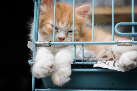 Pedigree breed kitten in cage on sale at Crawford pet market