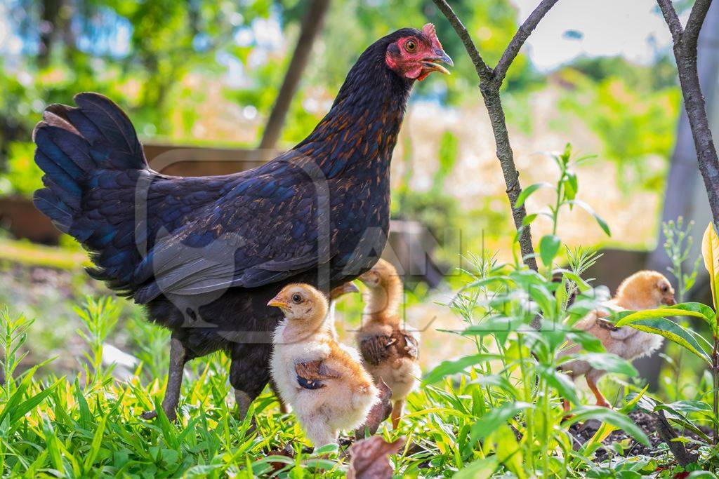 Mother hen with small baby chicks in rural farm