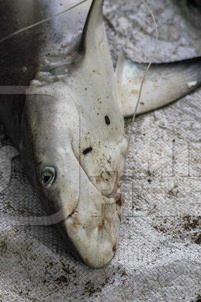 Small shark on sale with hook in mouth at a fish marke