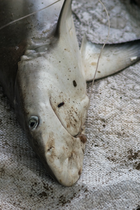 Small shark on sale with hook in mouth at a fish marke