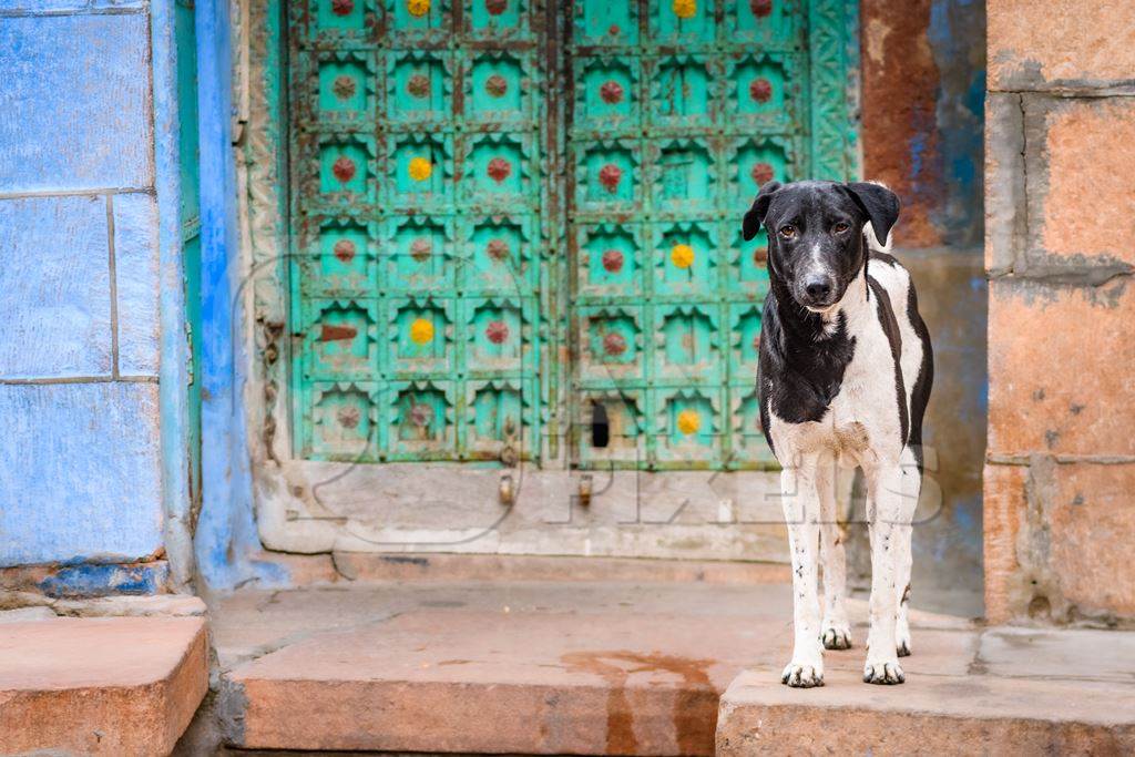 Indian street dog or stray pariah dog with green door background in the urban city of Jodhpur, Rajasthan, India, 2022