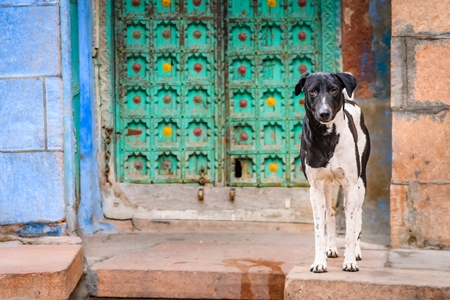 Indian street dog or stray pariah dog with green door background in the urban city of Jodhpur, Rajasthan, India, 2022