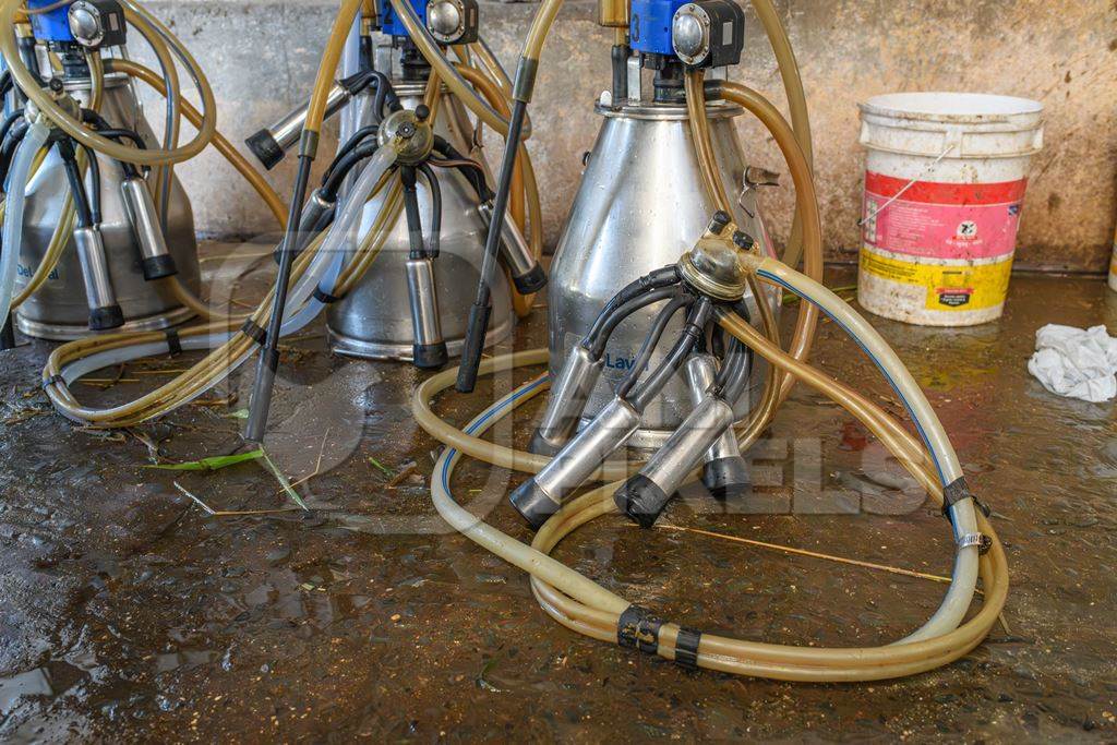 Milking machinery for Indian buffaloes on an urban dairy farm or tabela, Aarey milk colony, Mumbai, India, 2023