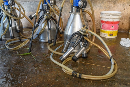 Milking machinery for Indian buffaloes on an urban dairy farm or tabela, Aarey milk colony, Mumbai, India, 2023