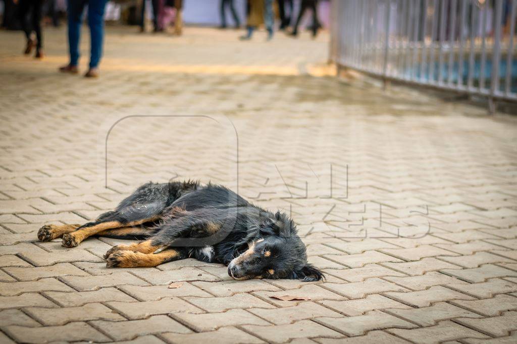 Dog lying on concrete pavement in urban city of Goa