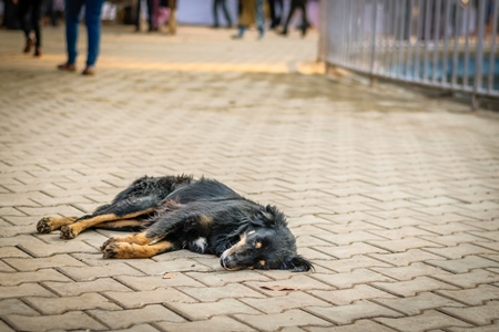 Dog lying on concrete pavement in urban city of Goa
