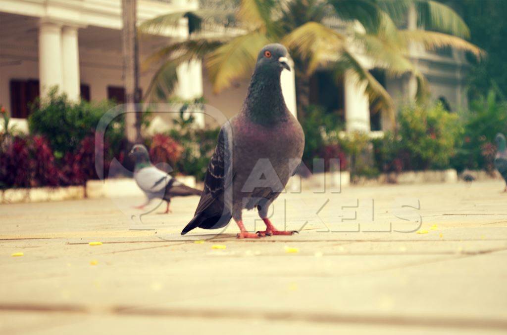 Domestic pigeon bird in street in India with trees in background
