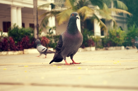 Domestic pigeon bird in street in India with trees in background