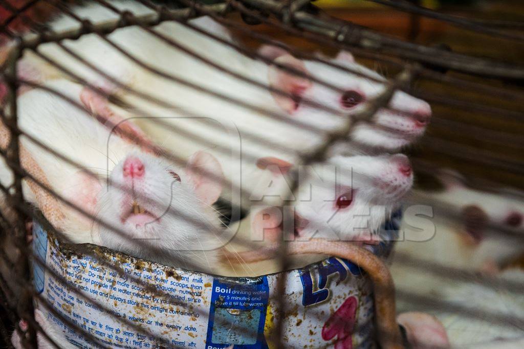 Small white mice in a cage on sale for eating at an exotic market