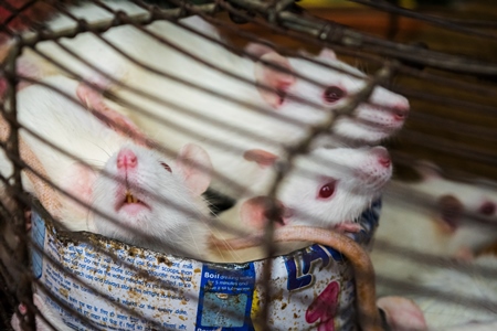 Small white mice in a cage on sale for eating at an exotic market