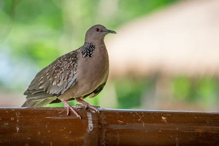 Indian spotted dove wild bird in Assam in India