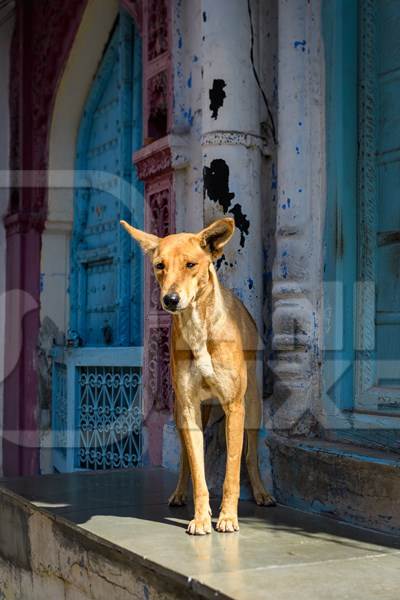 Indian street dog or stray pariah dog in the sun with blue door background, Jodhpur, India, 2022